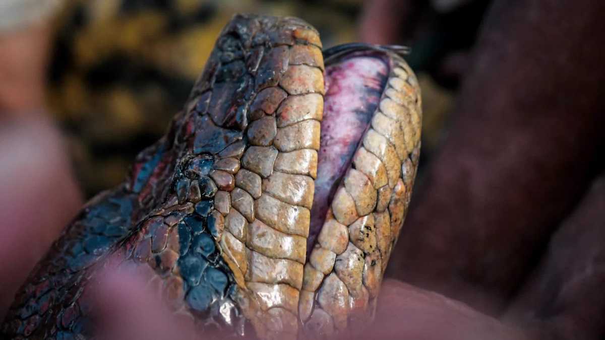 Gigantic new snake species discovered in Amazon rainforest [Video]