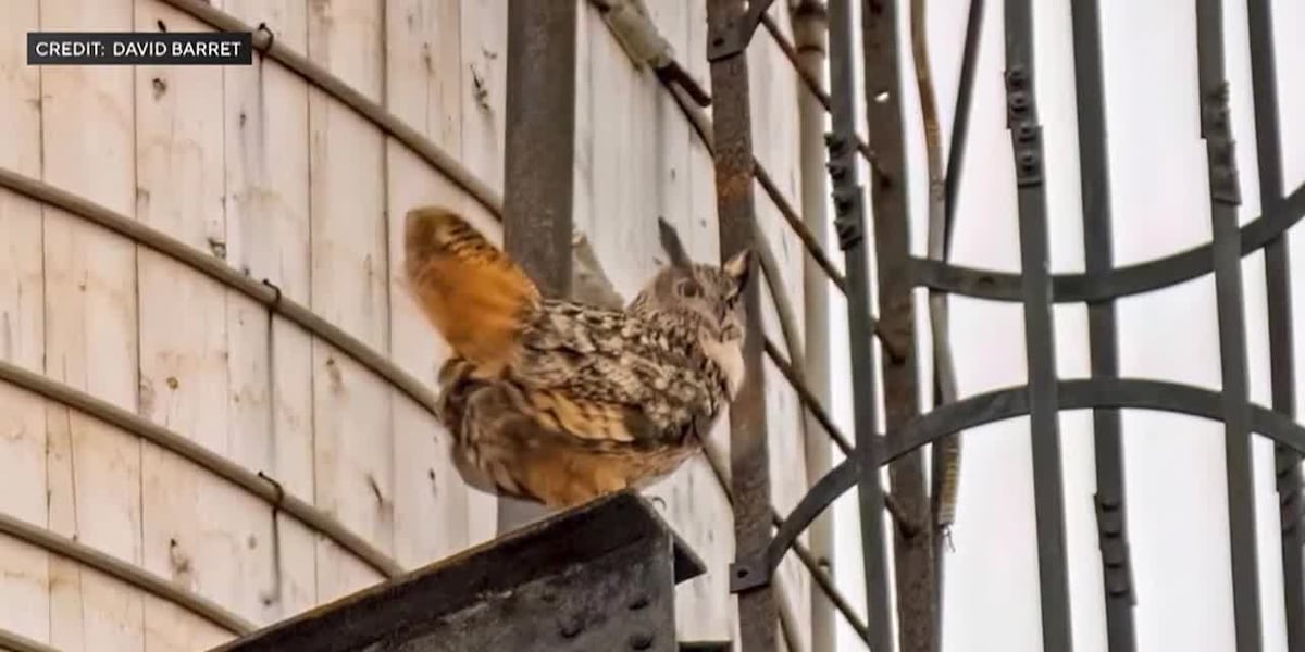 Beloved owl, Flaco, honored by New Yorkers after his death [Video]