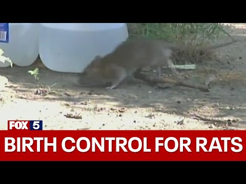 Birth control for rats [Video]