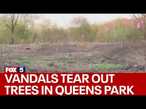 Vandals tear out hundreds of trees in Queens Park [Video]