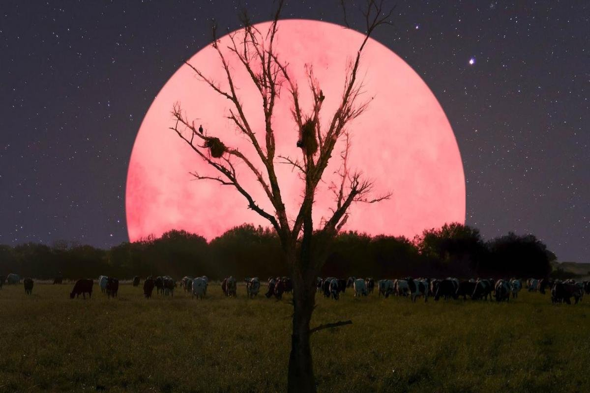 Pink Moon to Illuminate Skies today: What to Expect [Video]