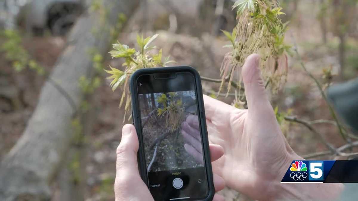 Greater Burlington community members assisting ecologist experts’ research through smartphone app [Video]