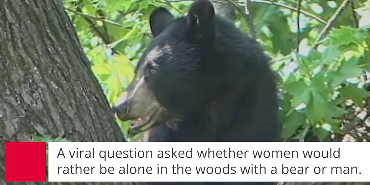 Viral question asks women if theyd rather be alone in the woods with a bear or a man [Video]