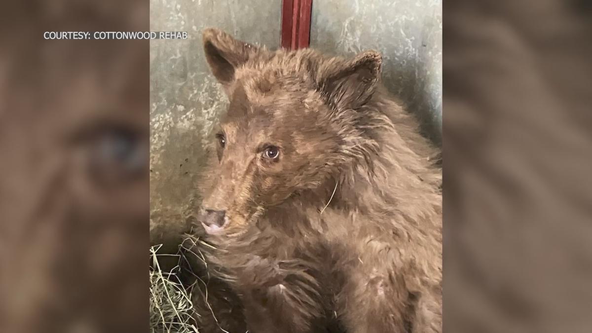 Starving black bear cub, found in New Mexico, on road to recovery [Video]