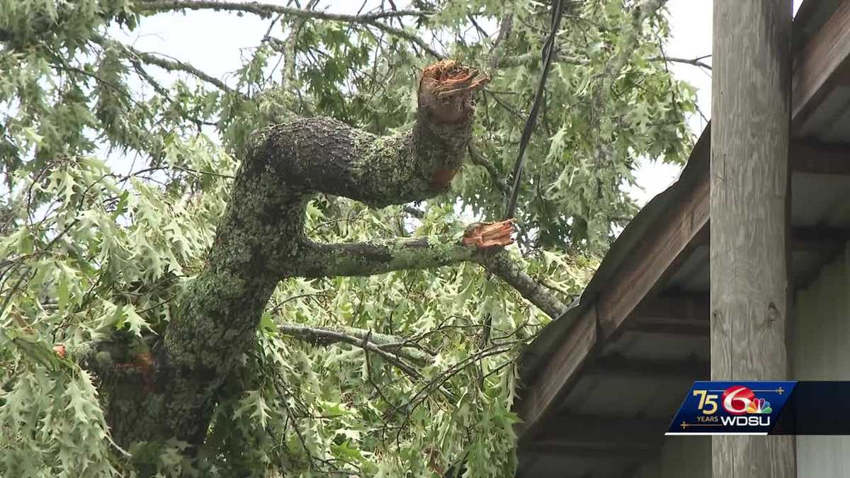 Tree falls on Bogalusa business after severe weather; owner looking to rebuild [Video]