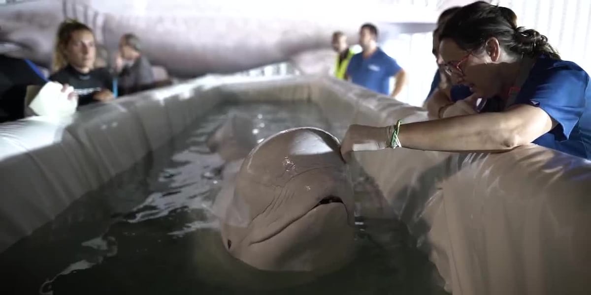 Two beluga whales rescued from “war-ravaged” Ukraine [Video]