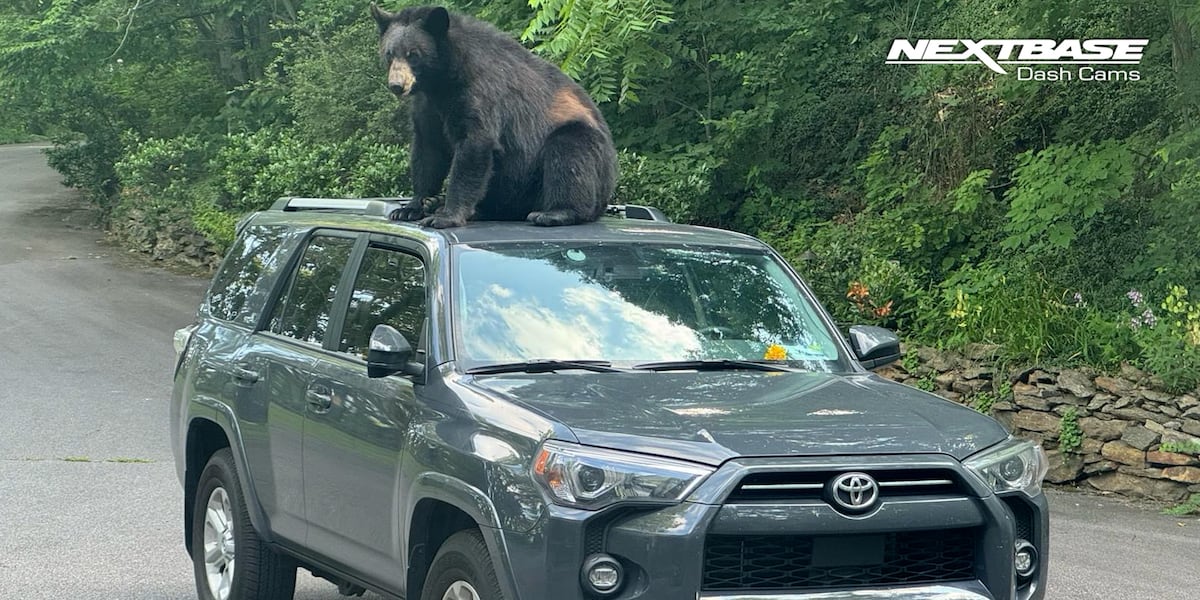 Caught on Cam: Curious bear climbs car in Asheville [Video]