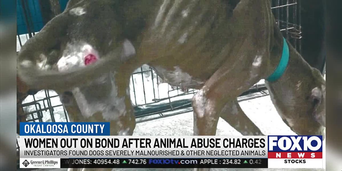 Florida Animal Workers describe abuse: “Some of the worst we have ever seen” [Video]