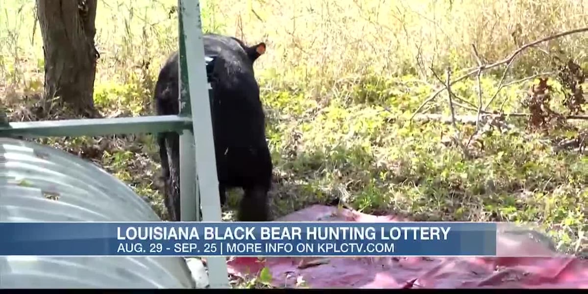 Louisiana hunters can soon apply for black bear hunting licenses [Video]