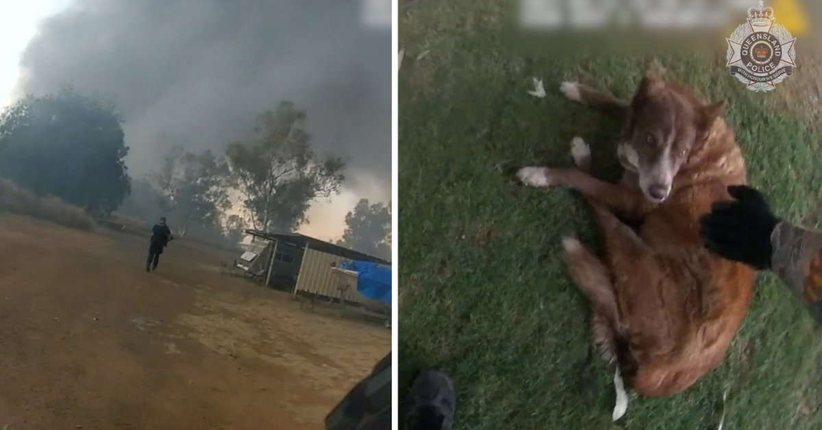 Local police constables save dogs from massive industrial fire in Mount Isa [Video]