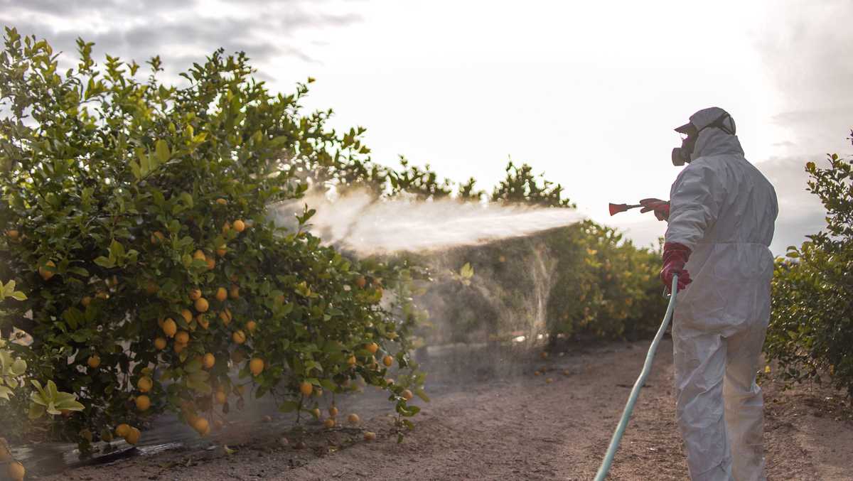 Toxic ‘forever chemicals’ found in pesticides used on food, in homes and on pets, study finds [Video]