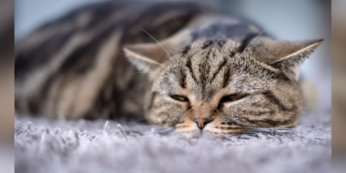 Bird Flu is infecting cats [Video]