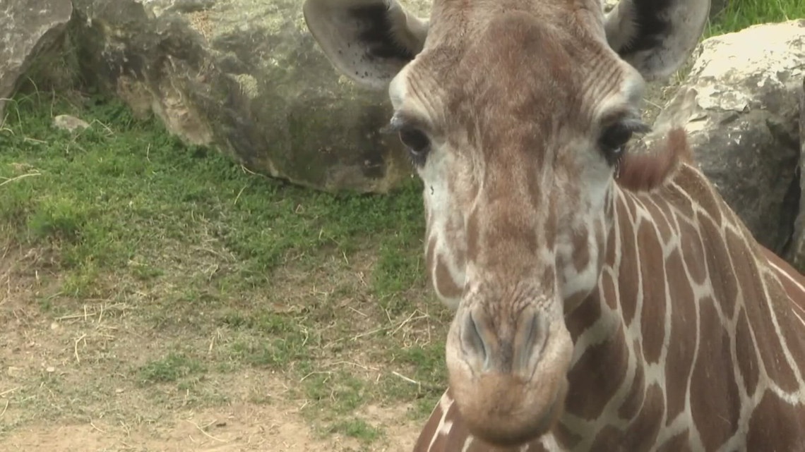 Cameron Park Zoo to host Sensitive Sensory Sunday event [Video]