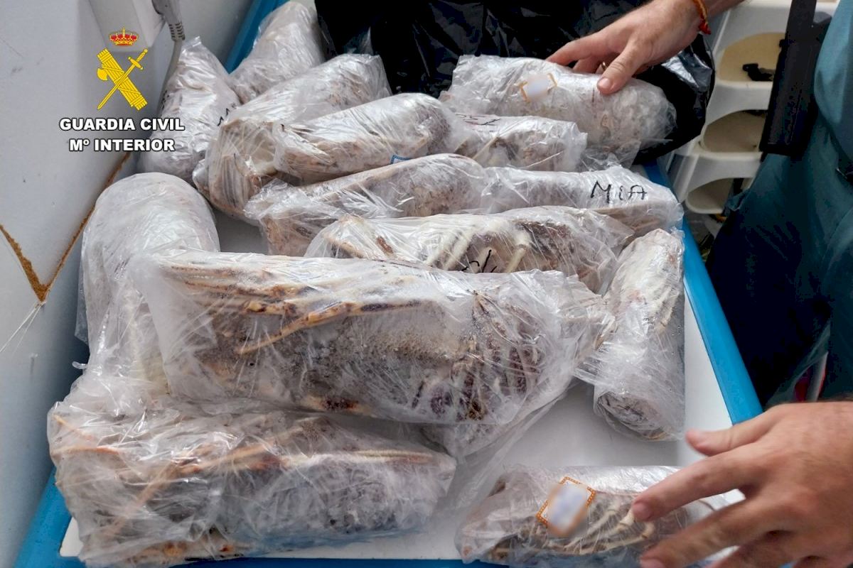 Police discover black market octopus and other seafood being sold at restaurant on Spains Costa Blanca [Video]