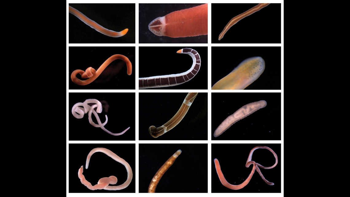 UO researchers discovery of new ocean worms highlights threats [Video]