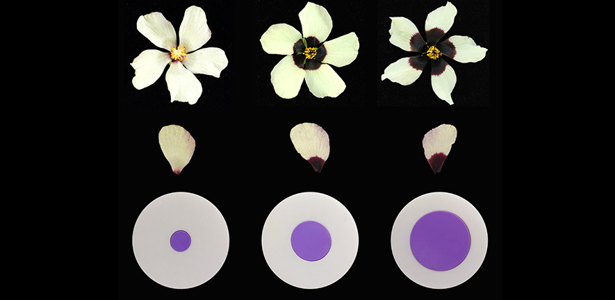 Flowers use adjustable paint by numbers petal designs to attract pollinators [Video]