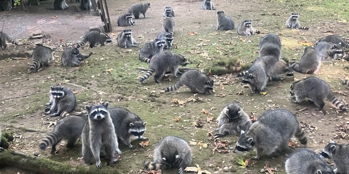 More than 100 raccoons swarm womans home demanding food [Video]