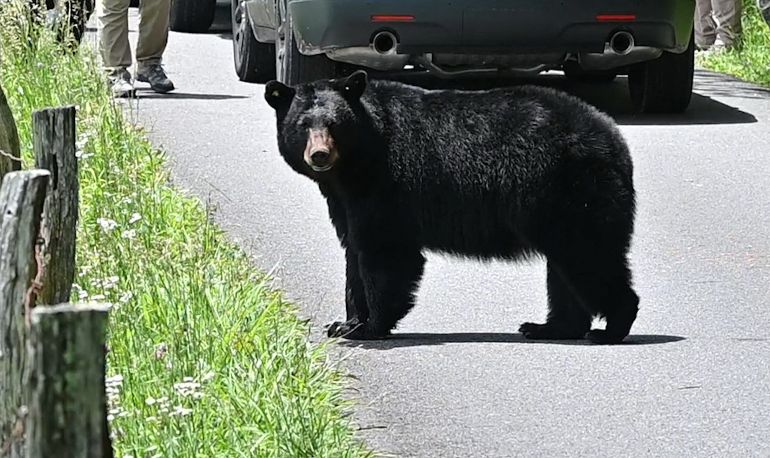 Tennessee Woman’s Quick Thinking As Black Bear Approaches on Busy Street [Video]