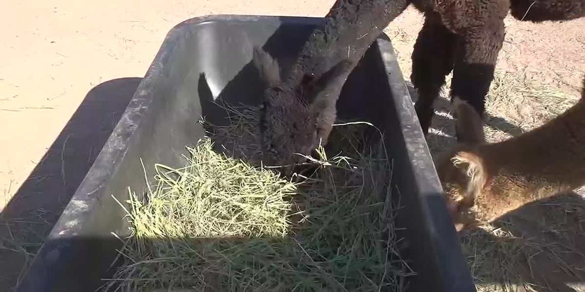 Old MacDonalds Farm owner talks seasonal business, helping people get familiar with animals [Video]