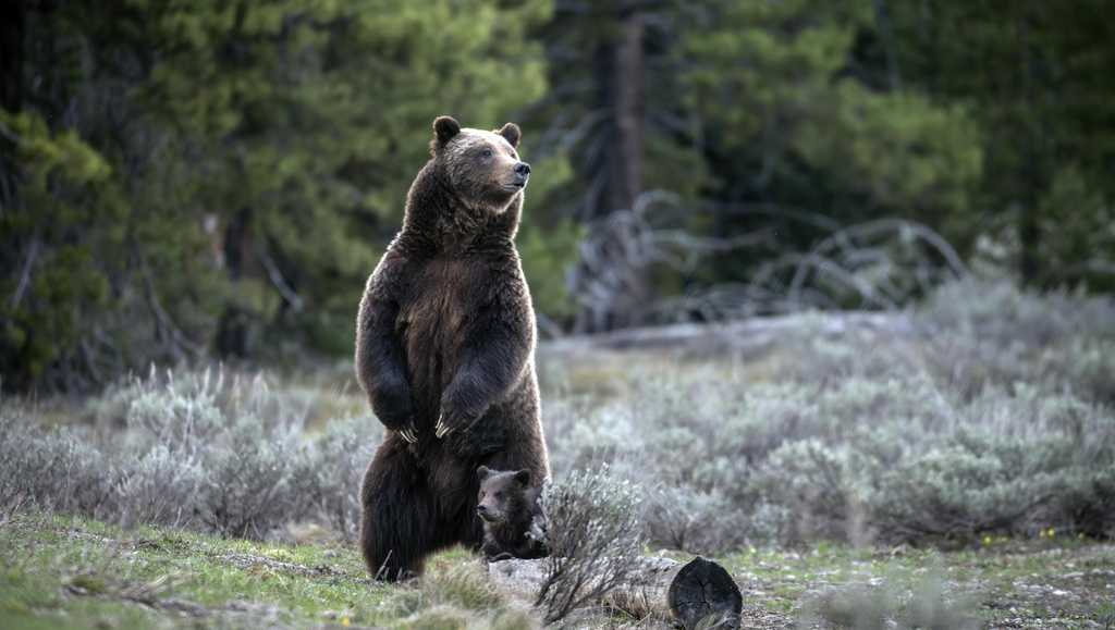 The death of a famous grizzly bear on a highway in western Wyoming has made an orphan of its cub, leading many to wonder about his fate [Video]