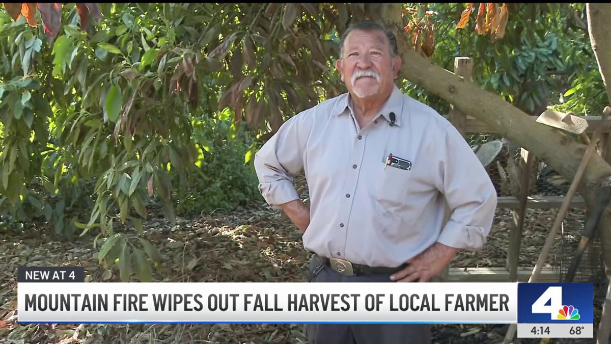 Ventura County avocado ranch destroyed in Mountain Fire  NBC Los Angeles [Video]