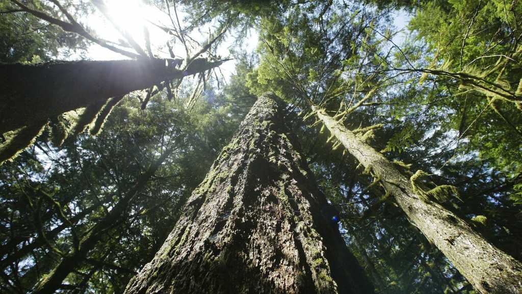 Logging proposed to curb wildfires in the US Pacific Northwest [Video]