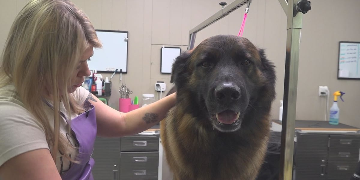 A furry clientele spa day: Black Hills Groom Room [Video]