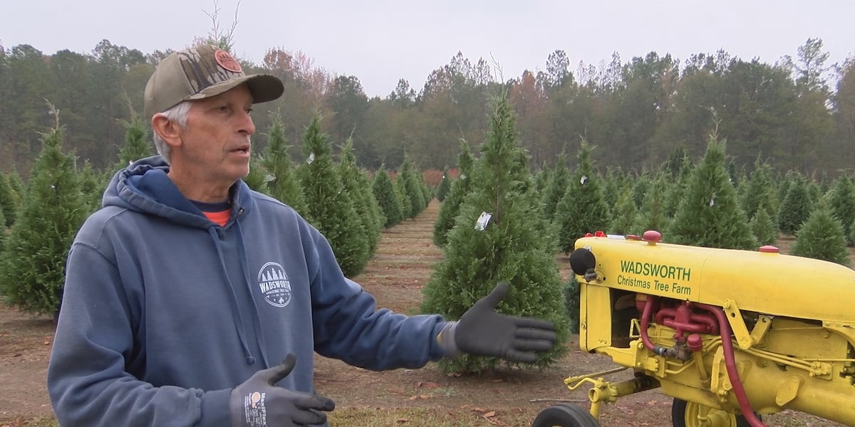 Tree farm owner offers tips for buying a live Christmas tree [Video]